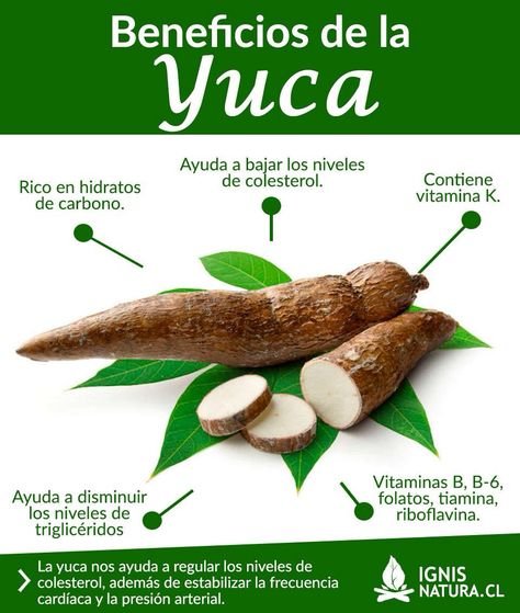 yucca
